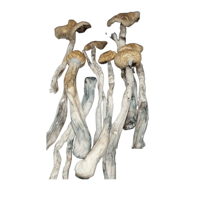 Mushrooms
