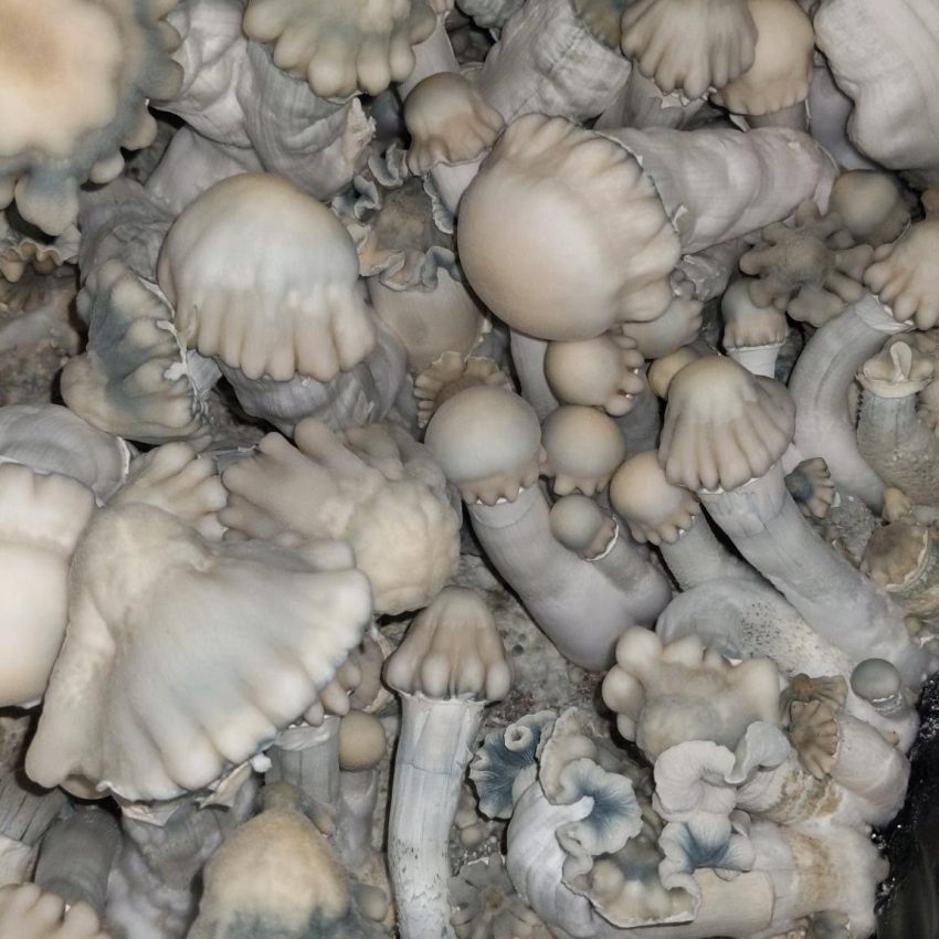 Indian Grave Yard