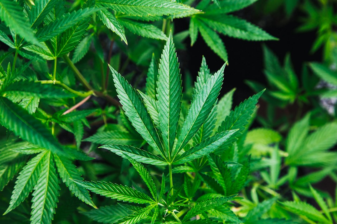 After multiple spinal cord injuries and surgeries, cannabis helps Katie to live a full life and not be trapped by her pain. She grows (legally) and supports the cannabis community actively and always with a smile.