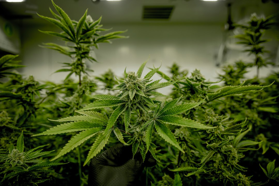 Next Green Wave Cannabis Flower - GG4 Strain  Original Glue
